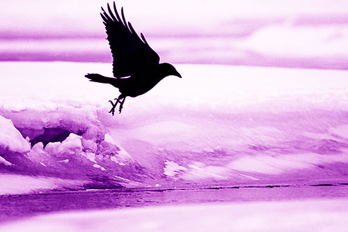 Crow Taking Flight Off Icy Shoreline (Purple Shade Photo)