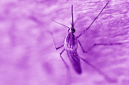 Culex Pipien Mosquito Resting Vertically (Purple Shade Photo)