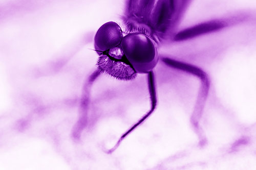 Curious Big Eyed Dragonfly Looks Above (Purple Shade Photo)