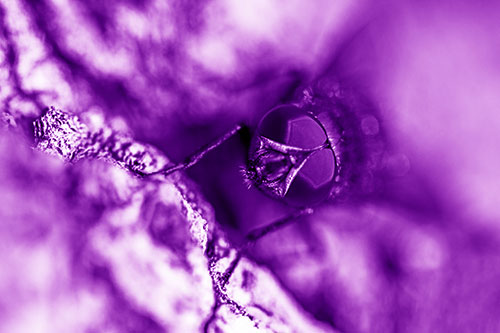 Curious Blow Fly Watches Above (Purple Shade Photo)