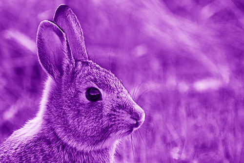 Curious Bunny Rabbit Looking Sideways (Purple Shade Photo)