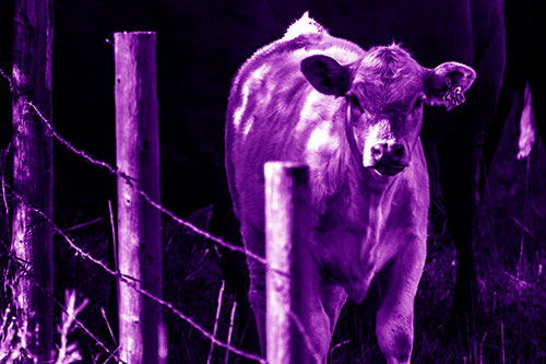 Curious Cow Calf Making Eye Contact (Purple Shade Photo)