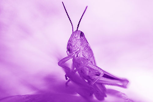 Curious Crouching Grasshopper Perched Atop Leaf Petal (Purple Shade)