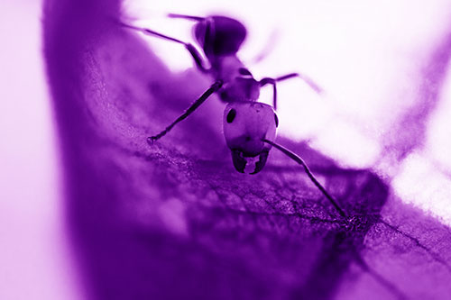 Curious Fire Ant Spreads Mandibles Among Sloping Milkweed Leaf (Purple Shade)
