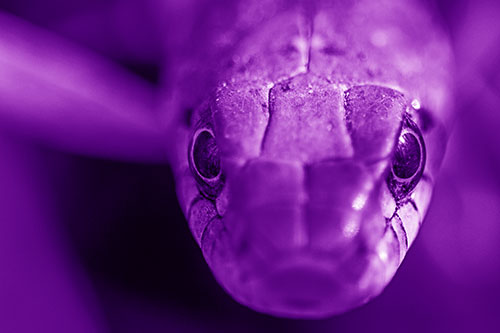 Curious Garter Snake Makes Direct Eye Contact (Purple Shade Photo)