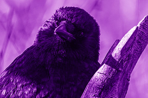 Curious Head Tilting Crow Perched Among Tree Branch (Purple Shade Photo)