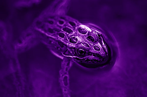 Curious Leopard Frog Peeking Head Above Water (Purple Shade Photo)