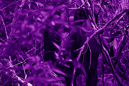 Curious Moose Looking Around (Purple Shade Photo)