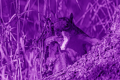 Curious Pizza Crust Squirrel (Purple Shade)