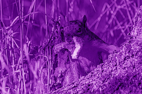 Curious Pizza Crust Squirrel (Purple Shade Photo)