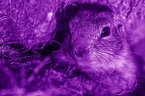 Curious Prairie Dog Watches From Dirt Tunnel Entrance (Purple Shade Photo)