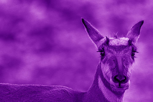 Curious Pronghorn Staring Across Roadway (Purple Shade Photo)