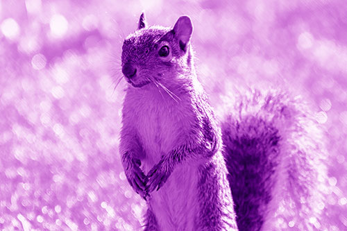 Curious Squirrel Standing On Hind Legs (Purple Shade Photo)