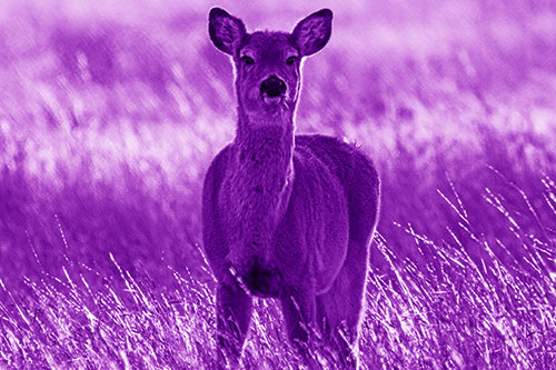 Curious White Tailed Deer Glaring Among Sunset (Purple Shade Photo)