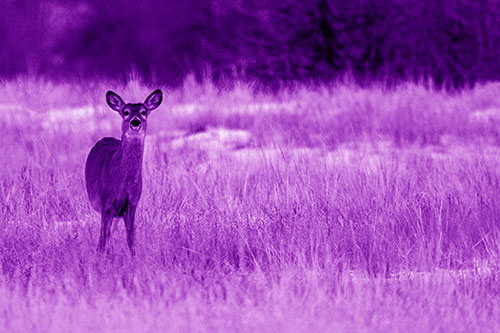 Curious White Tailed Deer Watching Among Snowy Field (Purple Shade Photo)