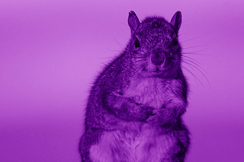 Curiously Leaning Squirrel Watches Ahead (Purple Shade Photo)