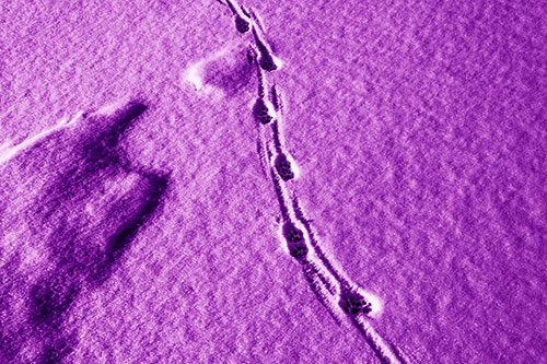 Curving Animal Footprint Trail Dragging Along Snow (Purple Shade Photo)
