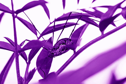 Daddy Longlegs Harvestmen Spider Crawling Down Plant Stem (Purple Shade Photo)
