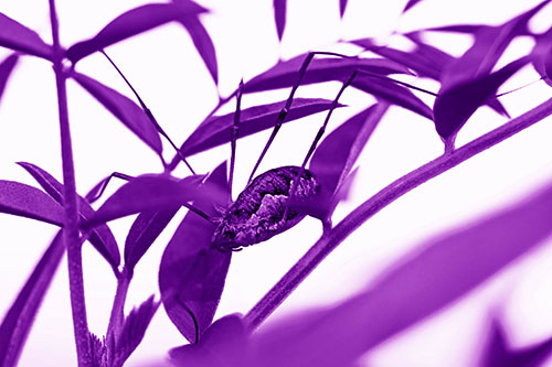 Daddy Longlegs Harvestmen Spider Crawling Down Plant Stem (Purple Shade)