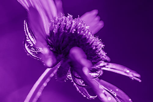 Damp Coneflower Blossoming Towards Sunlight (Purple Shade Photo)