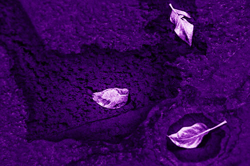Damp Leaf Face Rests Atop Wet Desiccating Pavement (Purple Shade)