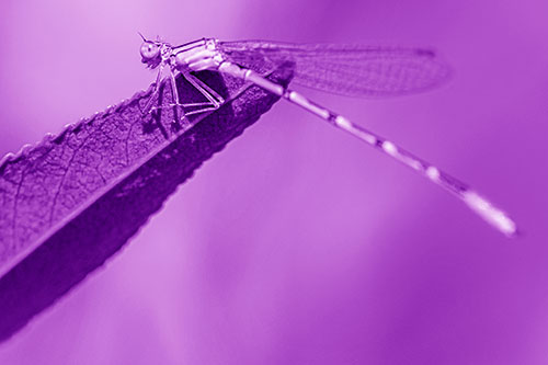 Damselfly Clamping Onto Leaf Petal Edge (Purple Shade)