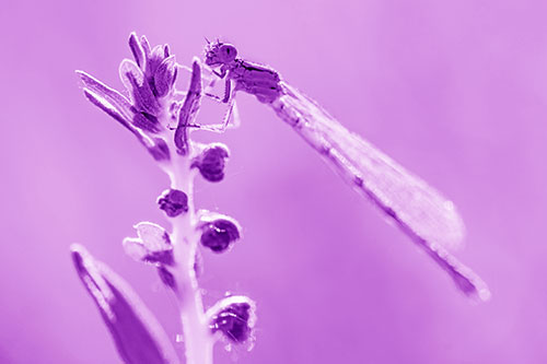 Damselfly Clings Ahold Plant Top (Purple Shade)