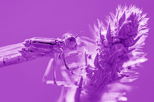 Damselfly Perched Among Fuzzy Plant (Purple Shade)