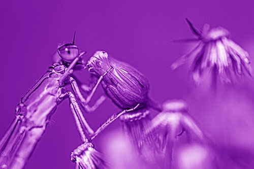 Damselfly Rubbing Eye Among Horseweeds (Purple Shade)