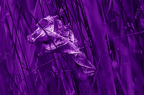 Dead Decayed Leaf Rots Among Reed Grass (Purple Shade Photo)