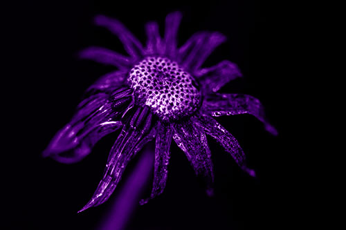 Dead Dewy Rotting Salsify Flower (Purple Shade Photo)