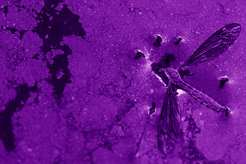 Dead Floating Crane Fly Partly Submerged Among Oily Water (Purple Shade)