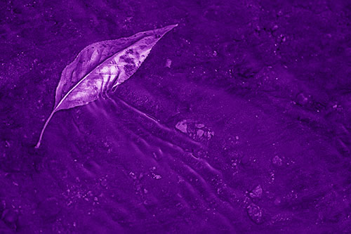 Dead Floating Leaf Creates Shallow Water Ripples (Purple Shade Photo)