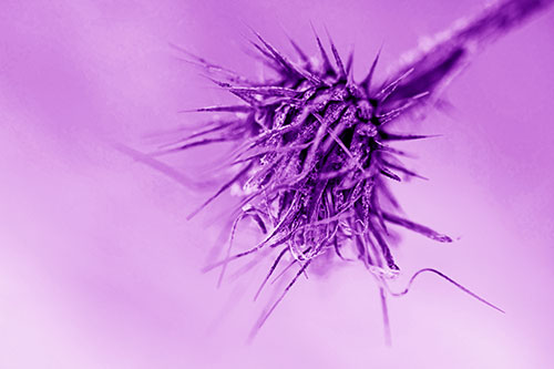 Dead Frigid Spiky Salsify Flower Withering Among Cold (Purple Shade Photo)