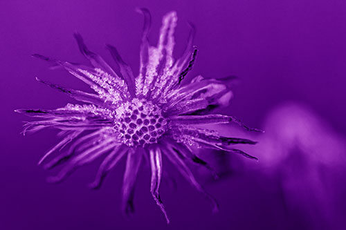 Dead Frozen Ice Covered Aster Flower (Purple Shade Photo)