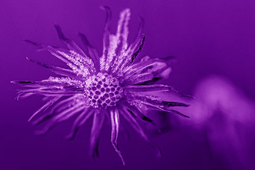 Dead Frozen Ice Covered Aster Flower (Purple Shade)