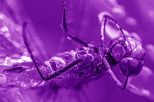 Dead Grotesque Dragonfly Peeling Eye Apart (Purple Shade)
