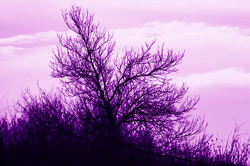 Dead Leafless Tree Standing Tall (Purple Shade Photo)