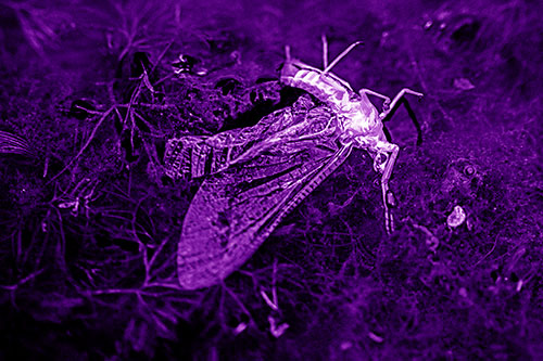 Dead Mayfly Rests Among Shallow Shore (Purple Shade)