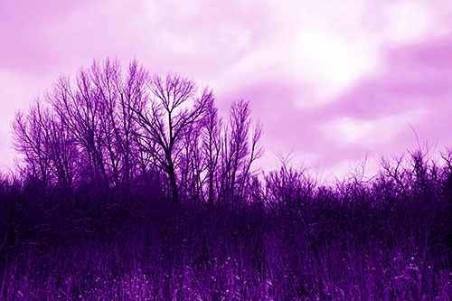 Dead Winter Tree Clusters Among Tall Grass (Purple Shade Photo)