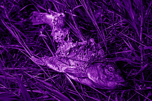 Decaying Salmon Fish Rotting Among Grass (Purple Shade Photo)