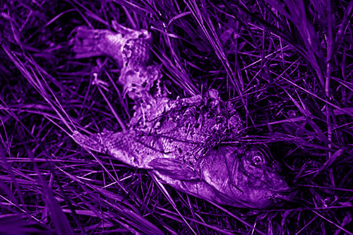 Decaying Salmon Fish Rotting Among Grass (Purple Shade)