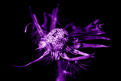 Decaying Seed Toothed Dandelion Creature (Purple Shade)