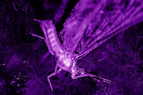 Deceased Mayfly Floating Atop Shallow River Shore (Purple Shade)