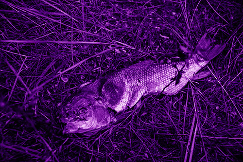 Deceased Salmon Fish Rotting Among Grass (Purple Shade Photo)