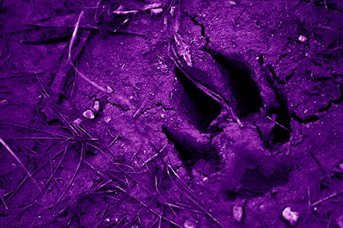 Deep Muddy Dog Footprint (Purple Shade Photo)