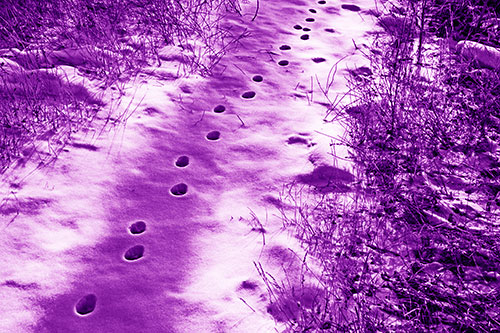 Deep Snow Animal Footprint Markings (Purple Shade)