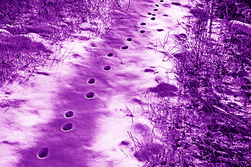 Deep Snow Animal Footprint Markings (Purple Shade Photo)