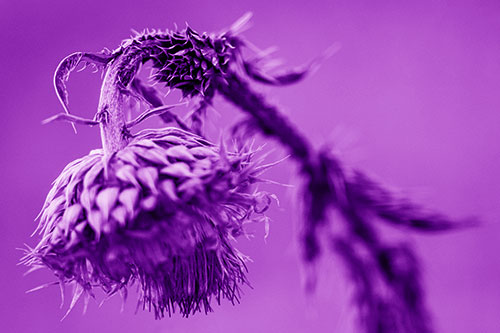 Depressed Slouching Thistle Dying From Thirst (Purple Shade Photo)
