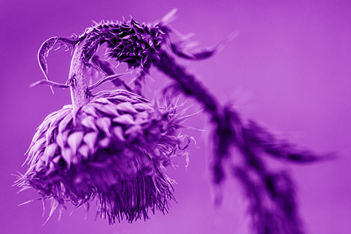 Depressed Slouching Thistle Dying From Thirst (Purple Shade)